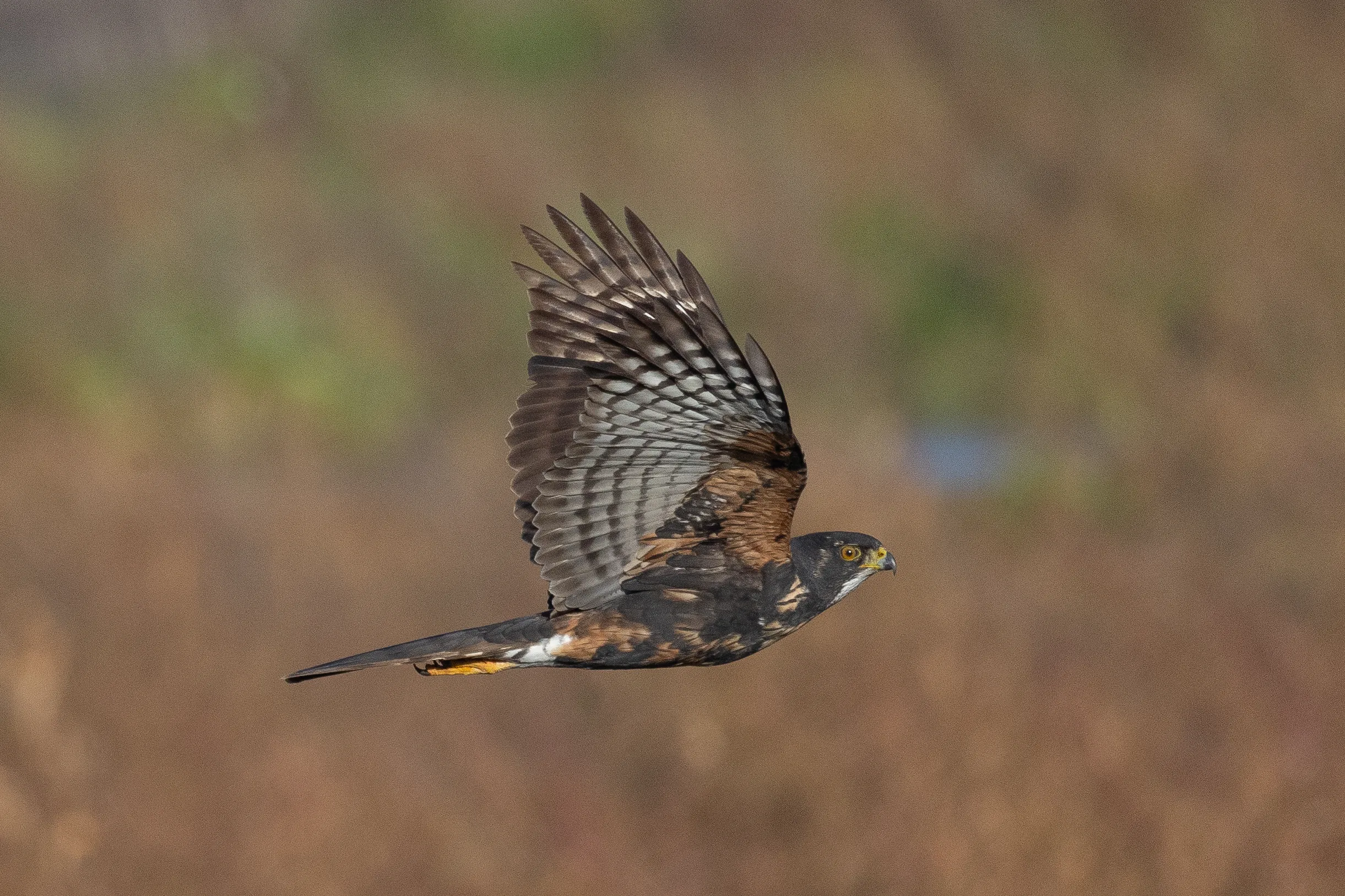 Black Sparrow Hawk
