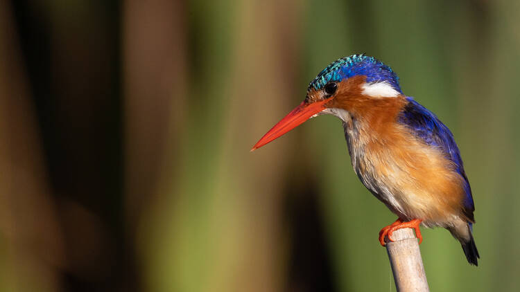 Rondevlei + Zeekoevlei