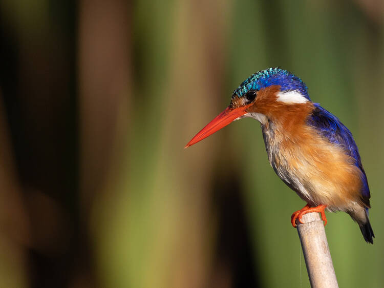 Rondevlei + Zeekoevlei