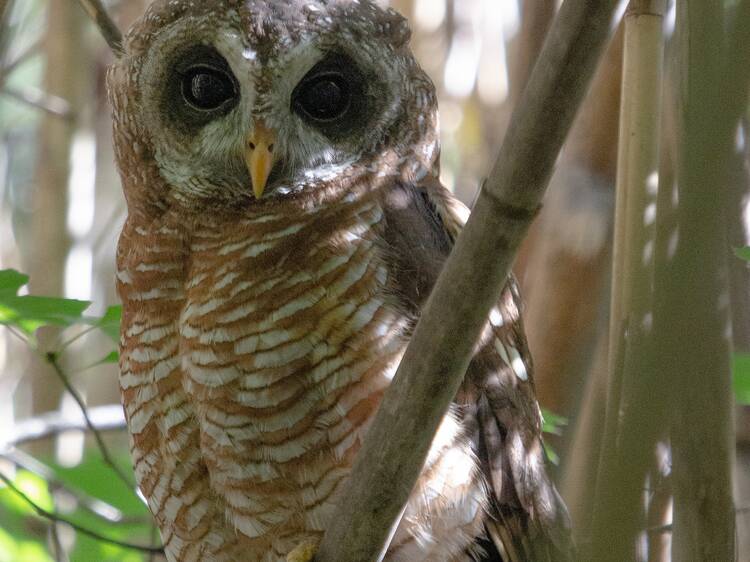 Southern Suburbs Greenbelt