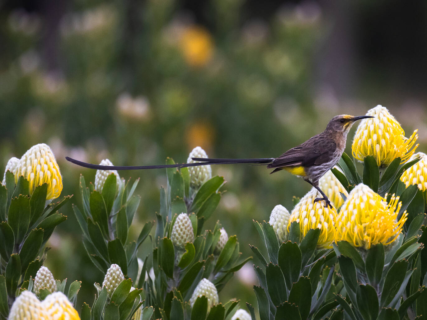 Image showcasing Best Birding Spots in Cape Town