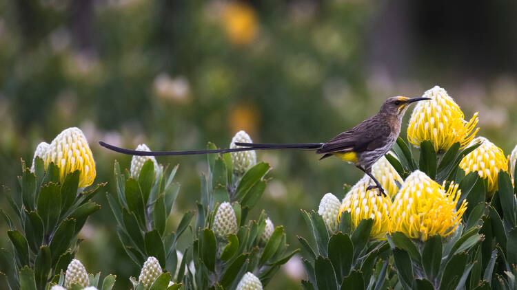 13 Best birding spots in Cape Town: Get ready to rustle some feathers!
