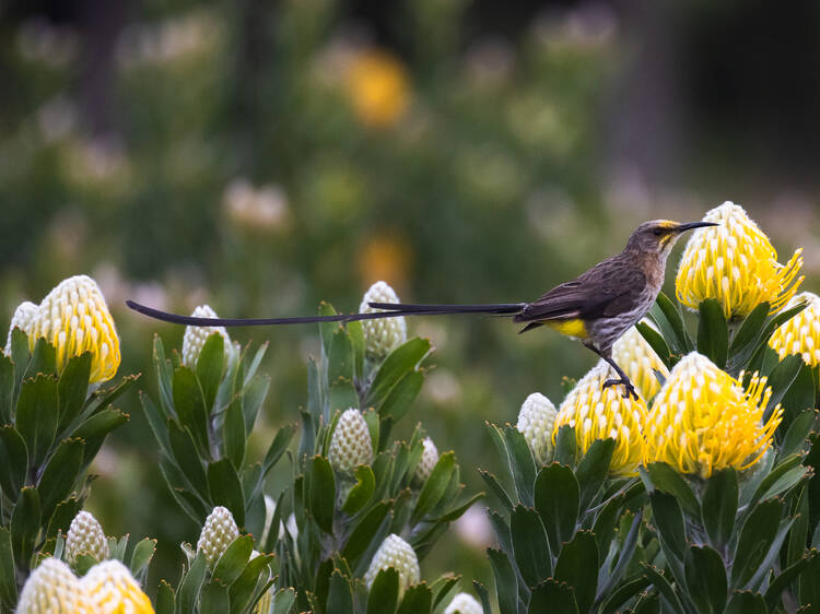 13 Best birding spots in Cape Town: Get ready to rustle some feathers!