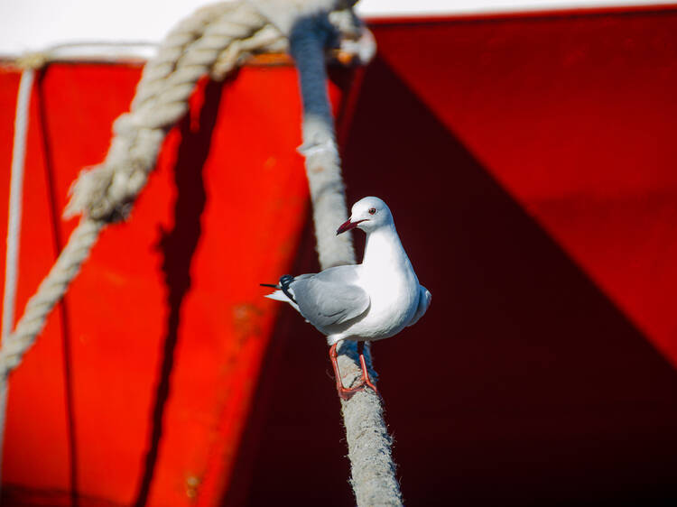 Camps Bay + Hout Bay