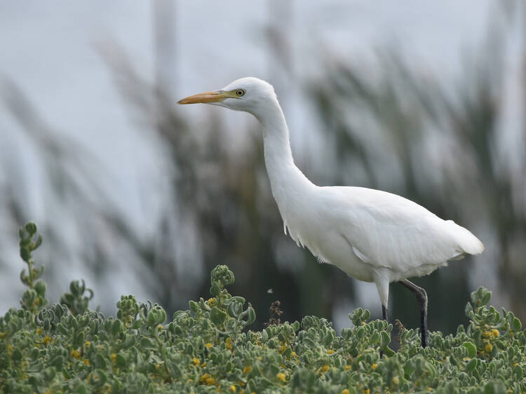 Strandfontein Sewage Works