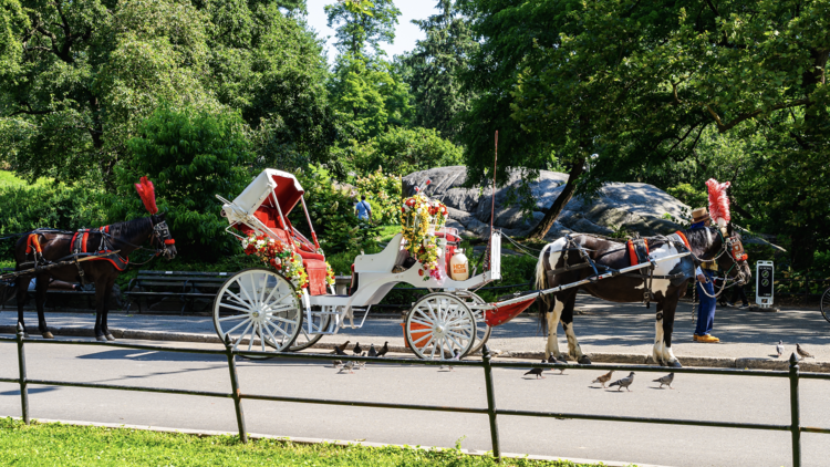 Horse-drawn carriage in NYC Horse-drawn carriage in NYC