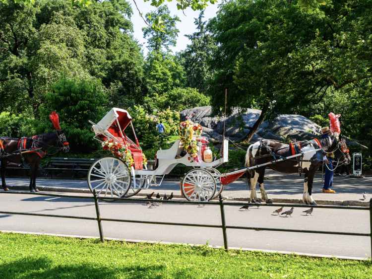 Horse-drawn carriages will continue to operate in NYC for the time being