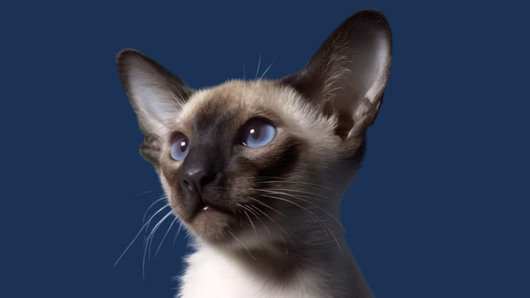 Siamese (or Wichienmaat)