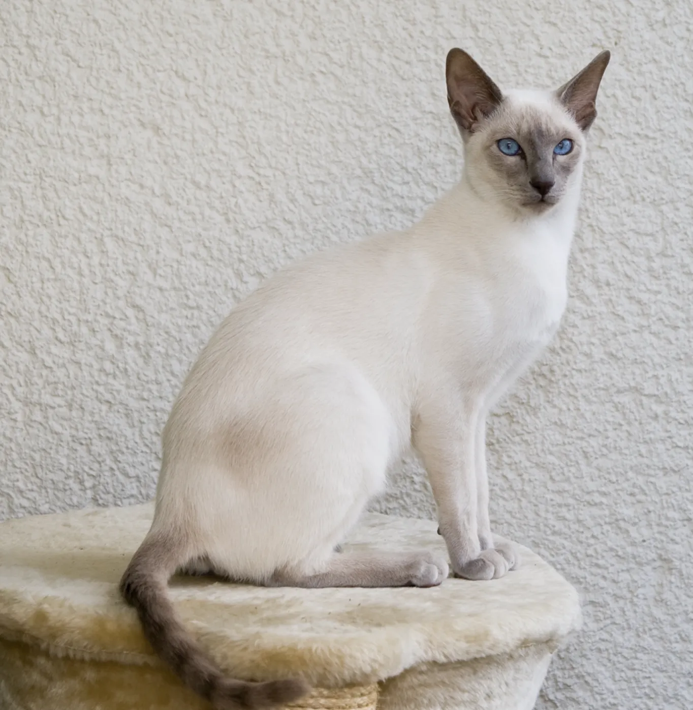 แมววิเชียรมาศ