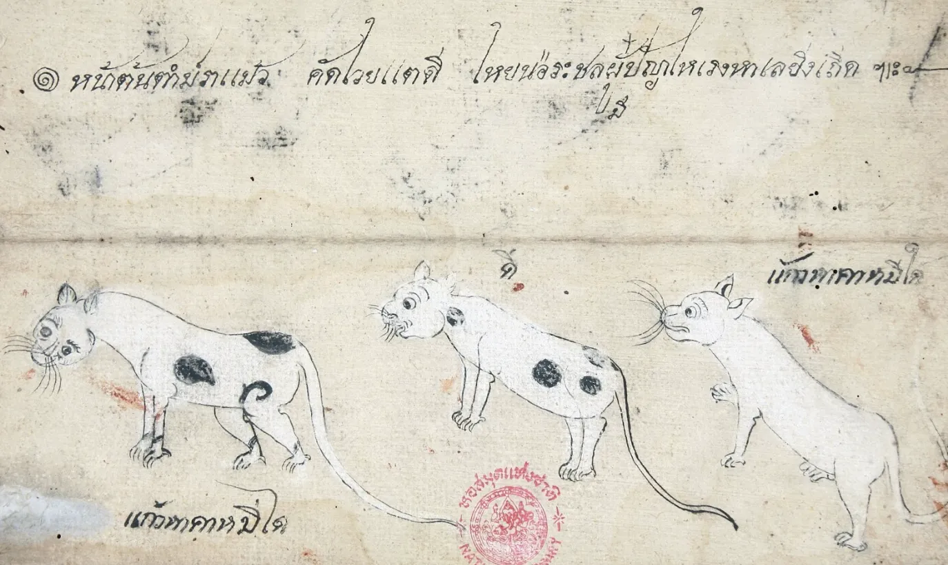 แมวไทย 5 สายพันธุ์