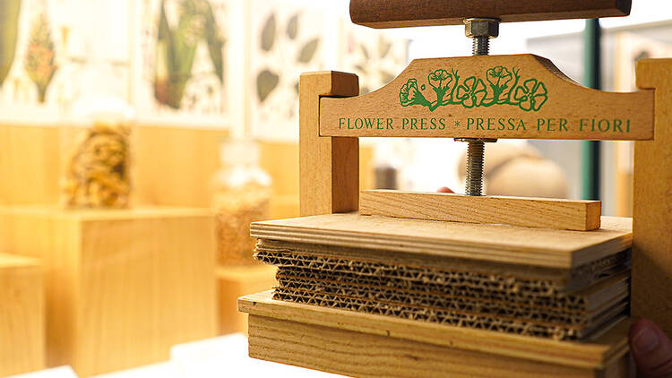 O meu primeiro herbário