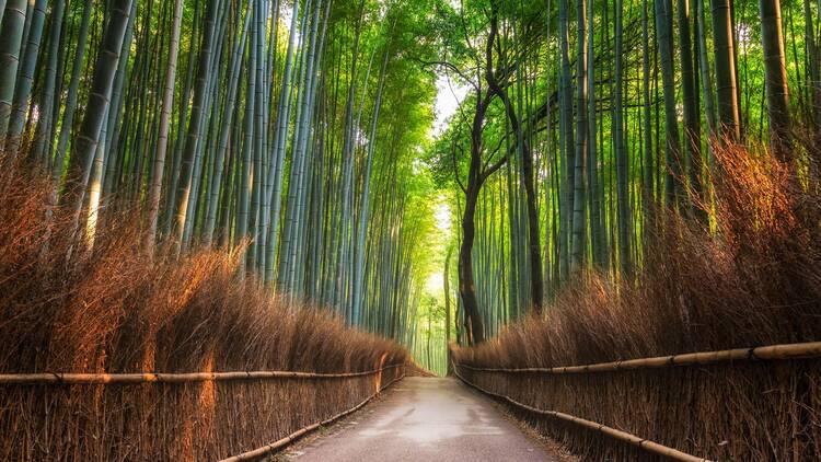 Arashiyama Bamboo Forest