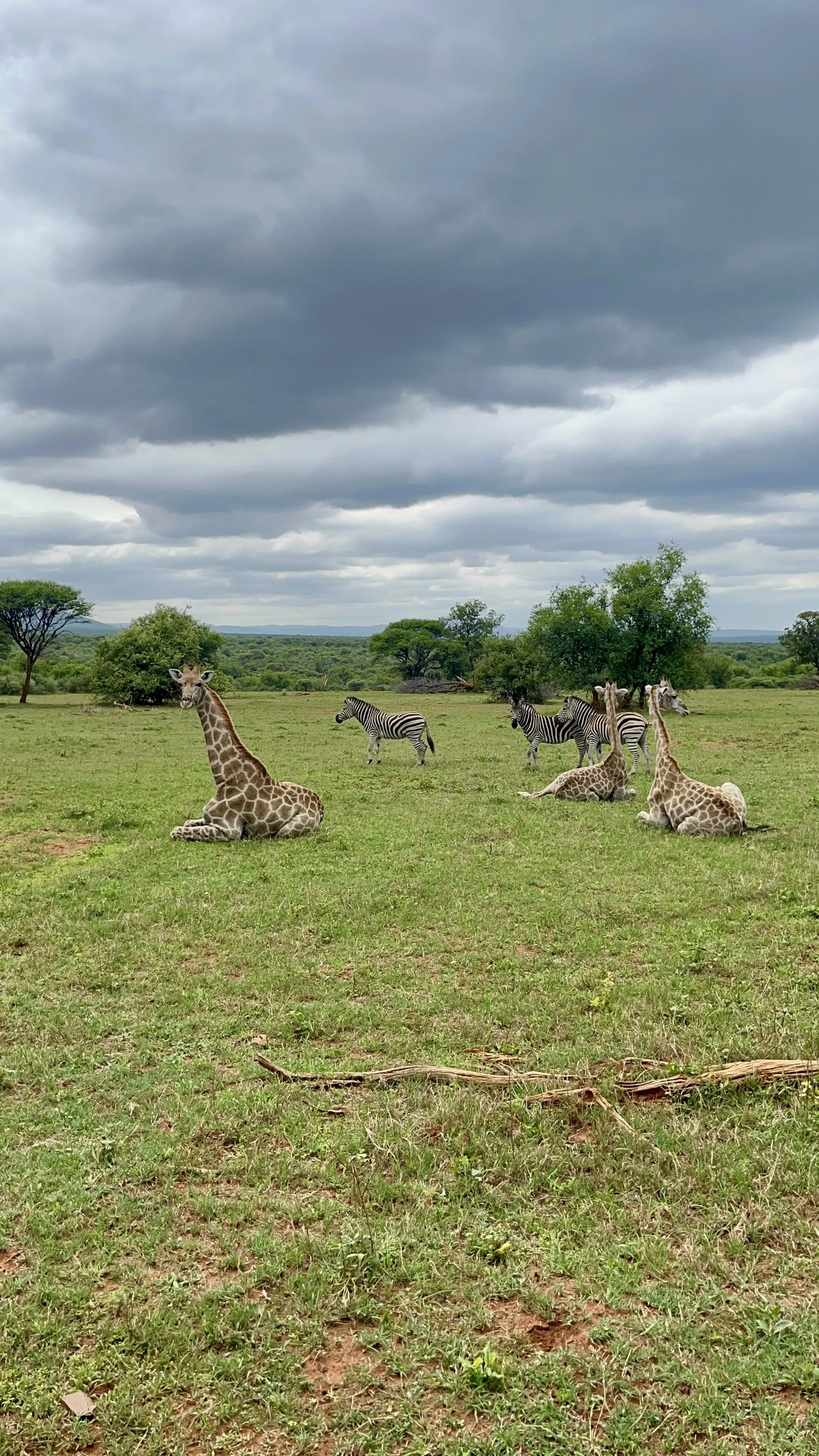 Giraffes and Zebras at Qwabi Private Game Reserve