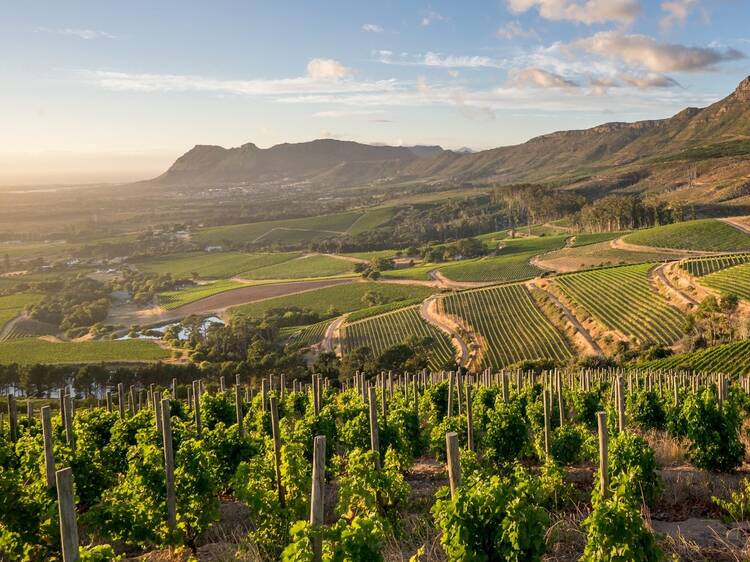 Cape vineyards triumph in World's 50 Best