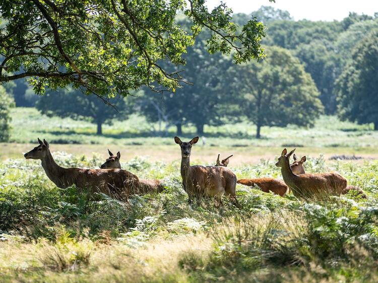Richmond Park