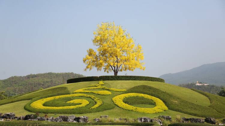 Explore Chiang Mai’s winter blooms at Flora Festival 2025