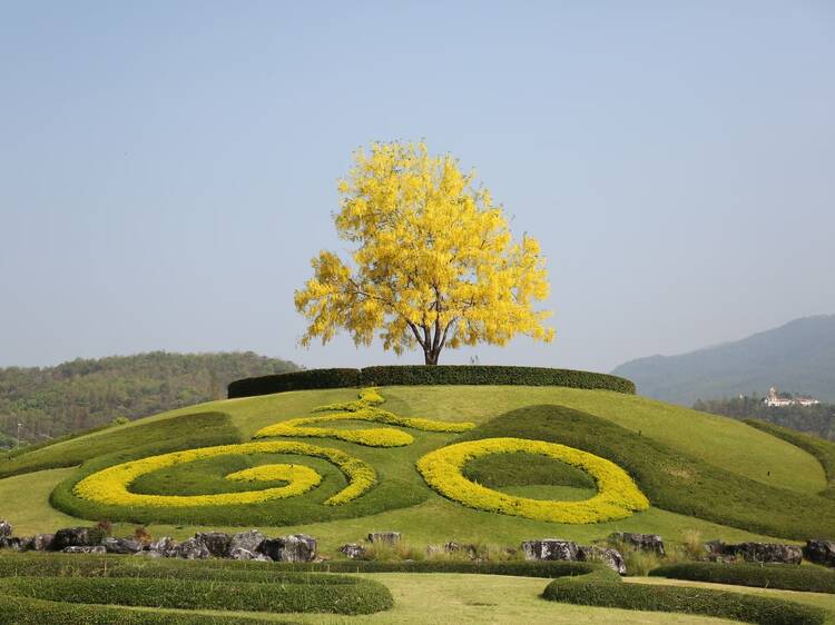 Explore Chiang Mai’s winter blooms at Flora Festival 2025