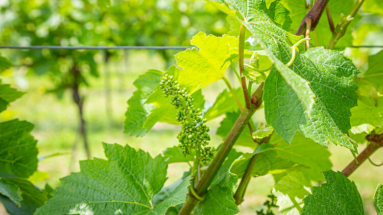 Vineyard plant Vineyard plant