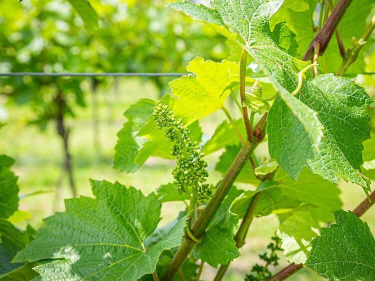 Two British vineyards have been named the best in the world for 2025