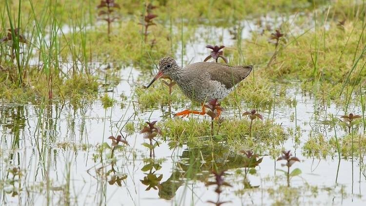 Redshank at Otmoor, Oxfordshire