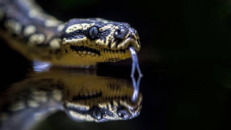 Tiger Snake Tiger Snake