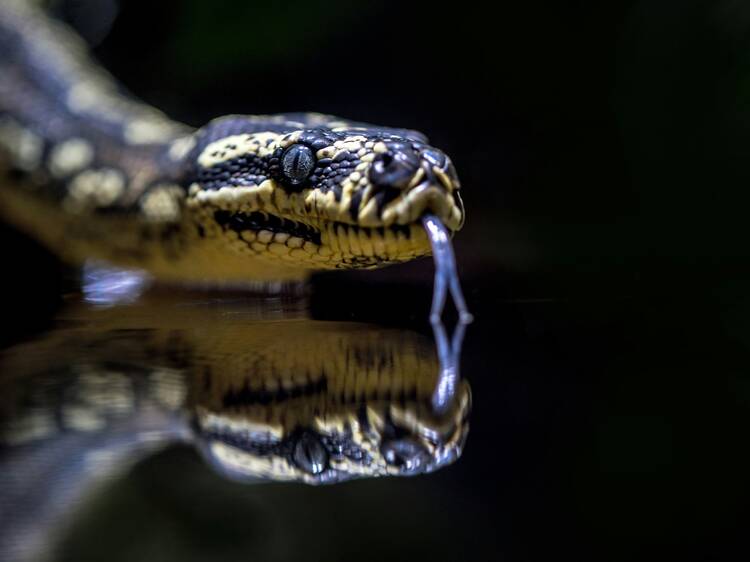 The 5 most snake-infested bodies of water in Australia have been revealed The 5 most snake-infested bodies of water in Australia have been revealed
