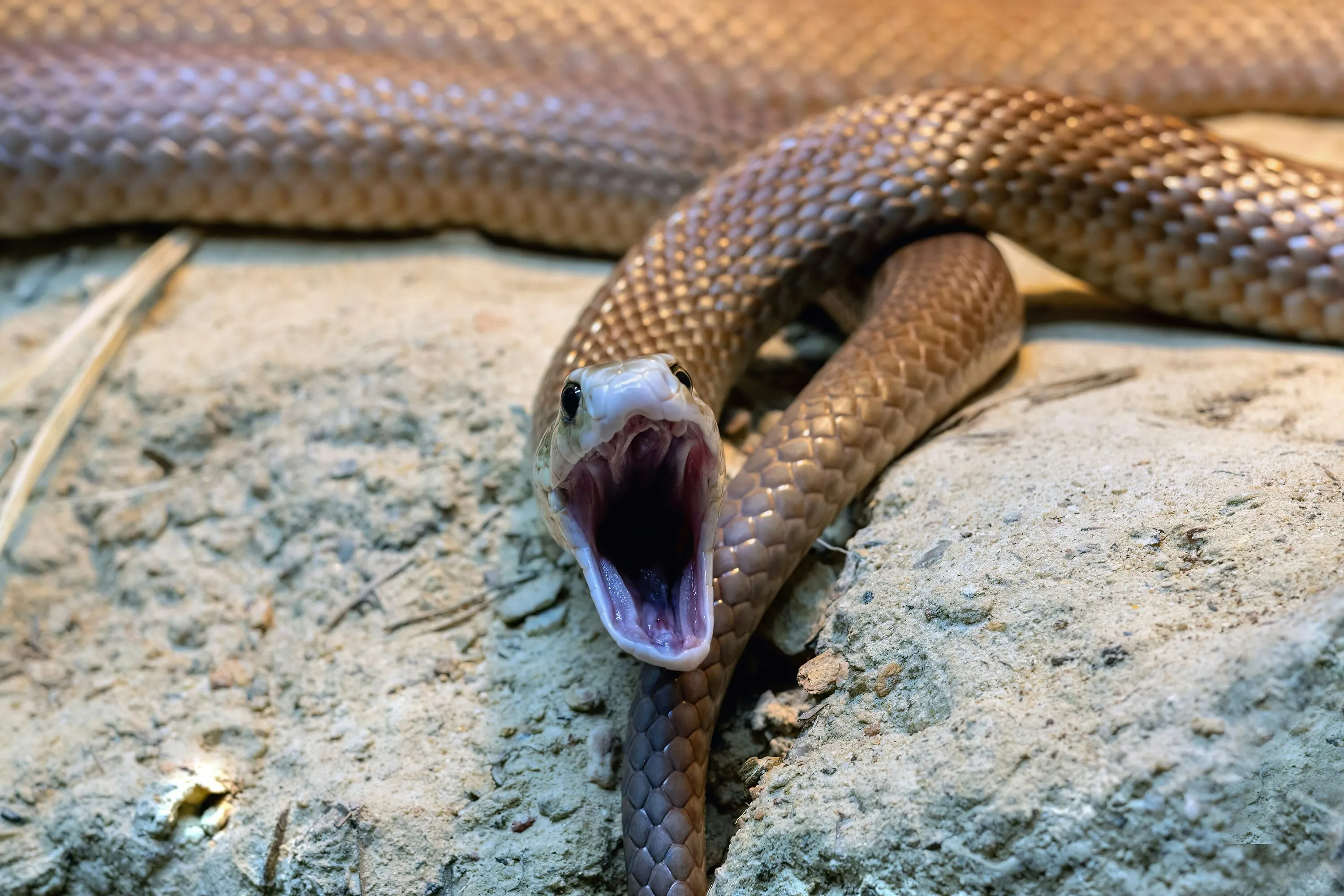 Eastern Brown Snake  