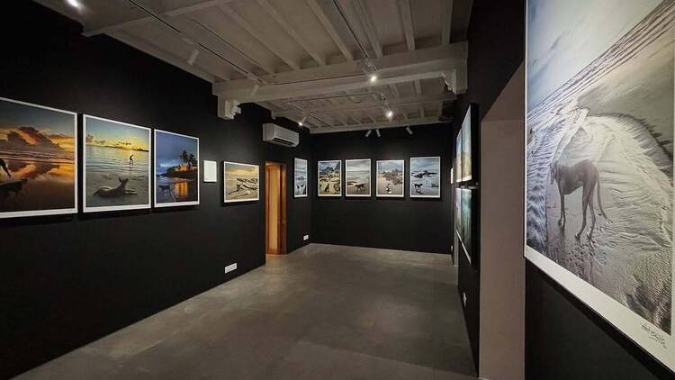 47-A Gallery "Rain Dogs," a photography exhibition by Rohit Chawla at 47-A