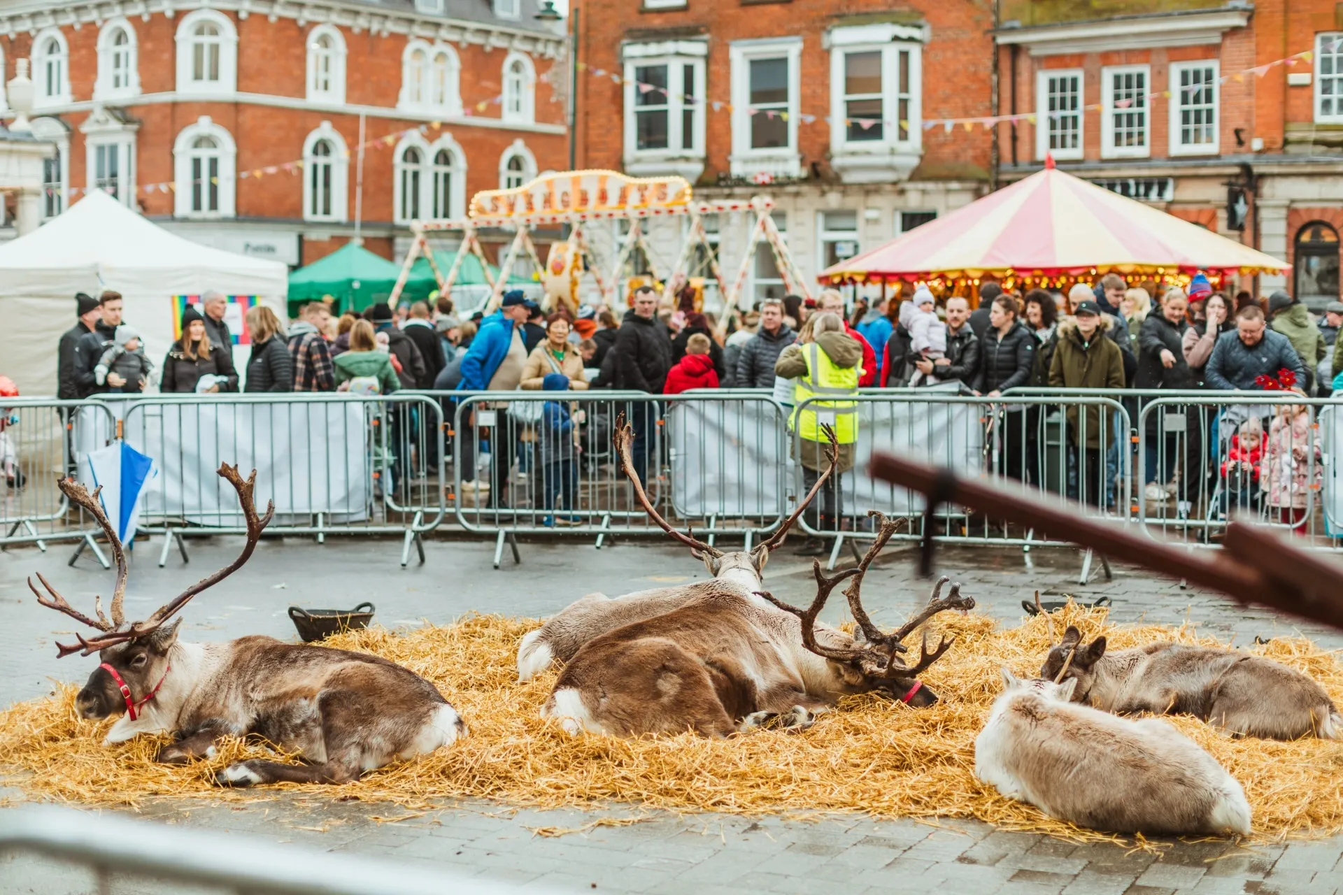 Reindeers at Beverley Festival of Christmas 