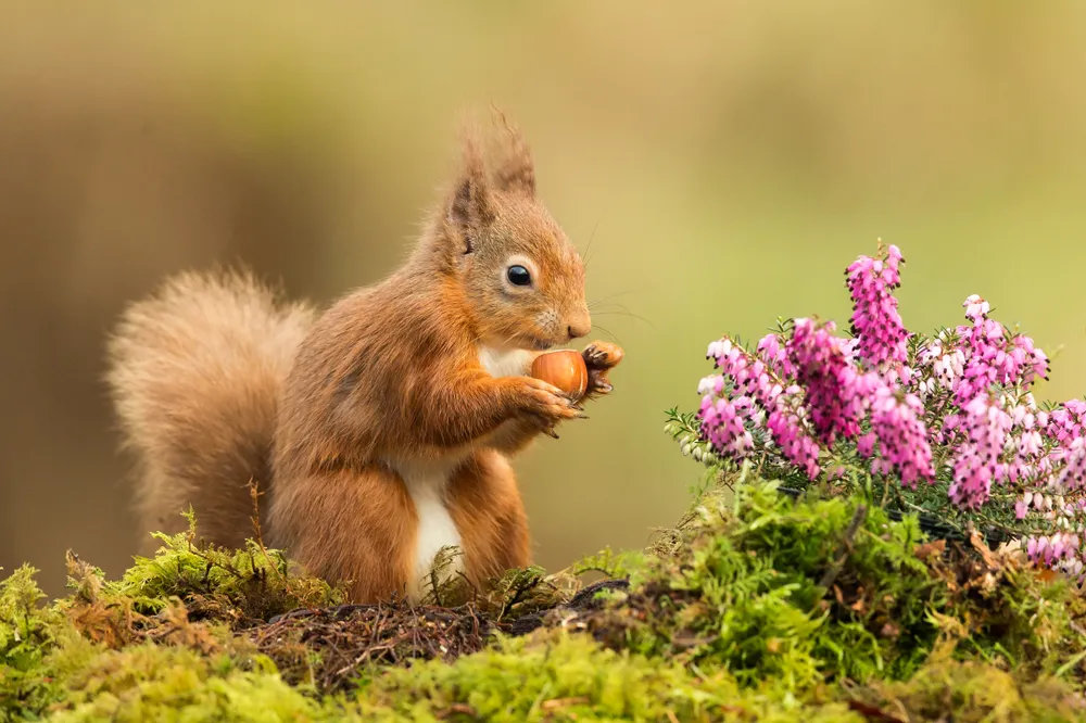 Re squirrel in Scotland