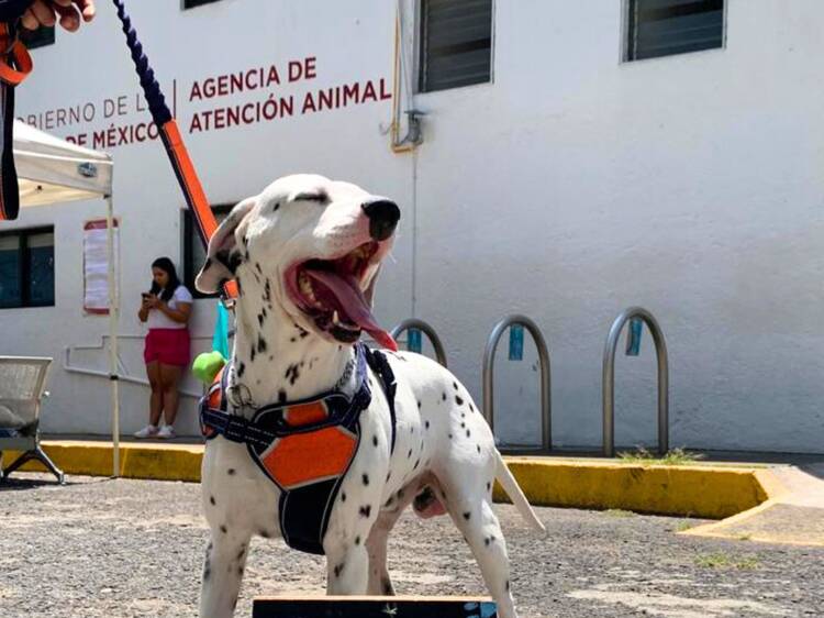 Dona artículos para lograr la esterilización de perros y gatos