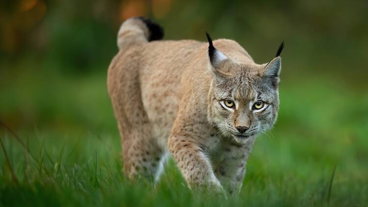Eurasian lynx