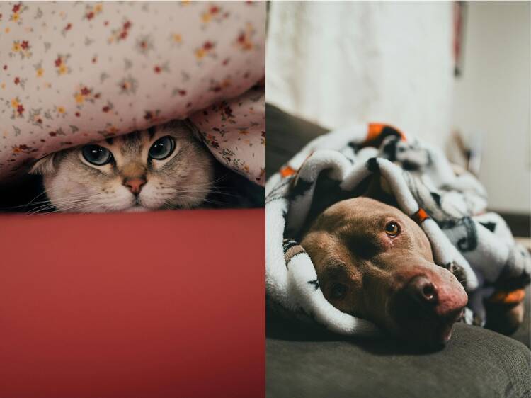 ¿Cómo proteger del frío a tus animales de compañía?