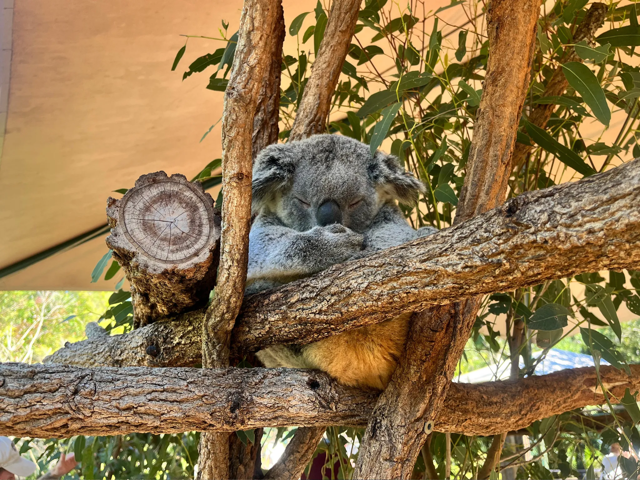 Koala in a tree