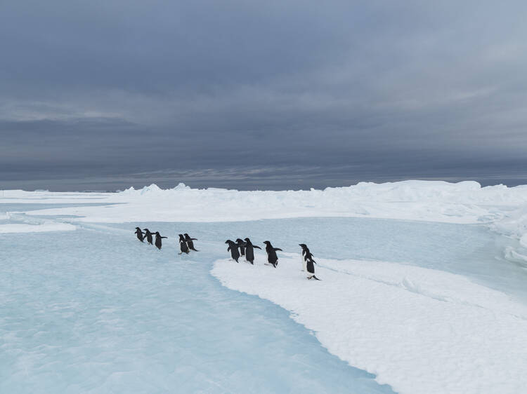 Antarctica Experience