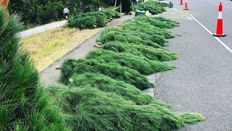 Burnley Christmas Trees