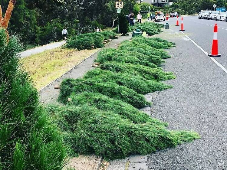 Burnley Christmas Trees