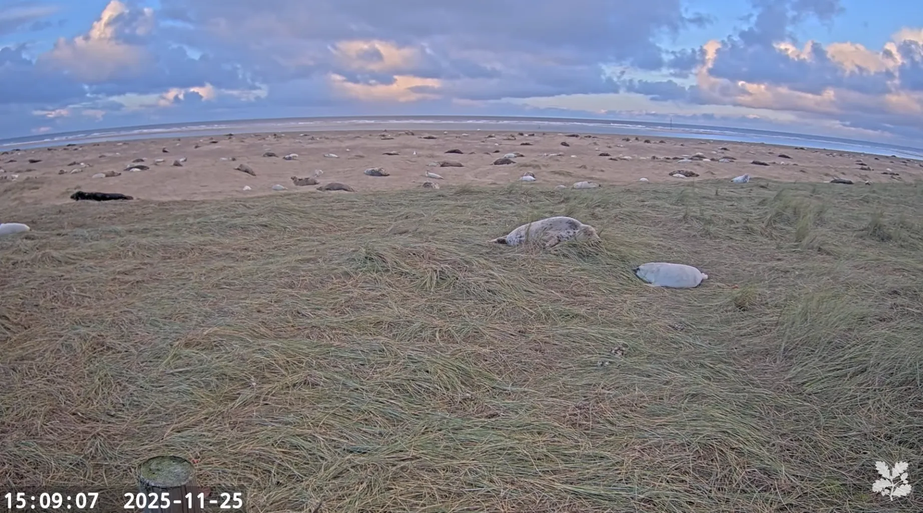 Screenshot of the National Trust’s livestream of seal pupping season at Blakeney Point