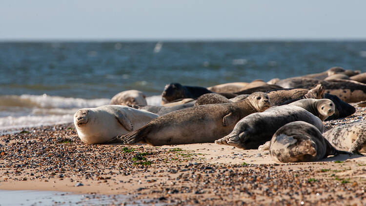 Seals at Blakeney Point in Norfolk, England
