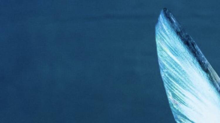 Procurar o Ó-Ó perdido