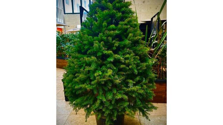 Asociación Ambienta Acción Mexiquense