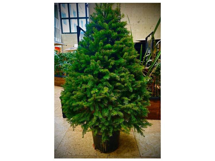 Asociación Ambienta Acción Mexiquense