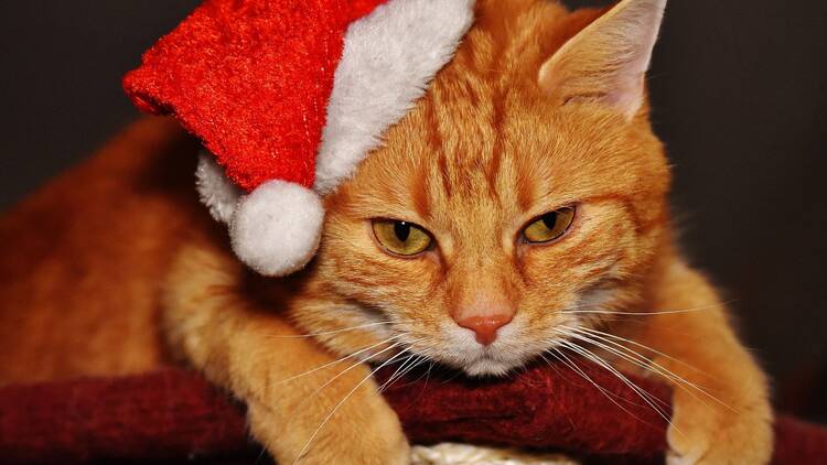 Navicat un gato con gorro de Navidad