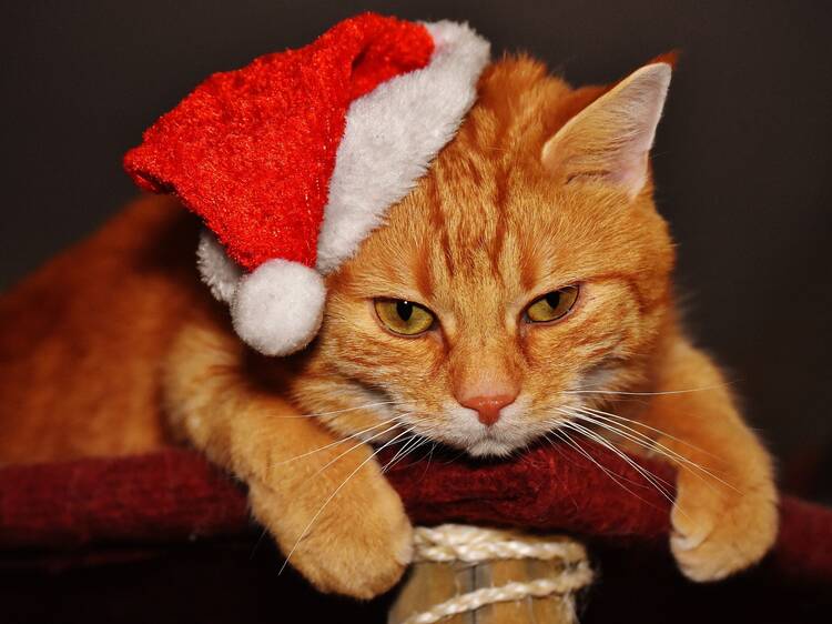 Navicat, encuentro para apoyar a gatos que viven en refugios