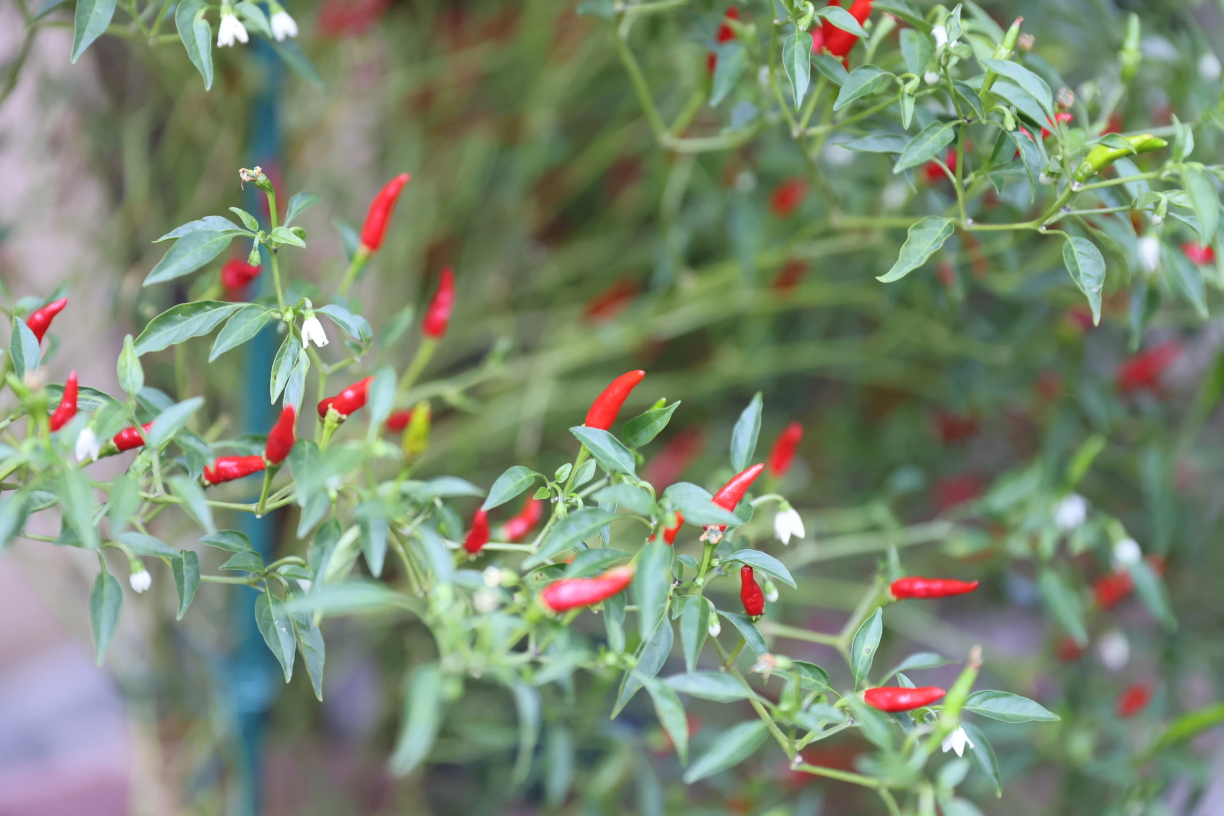 Osaka Culinary Immersion