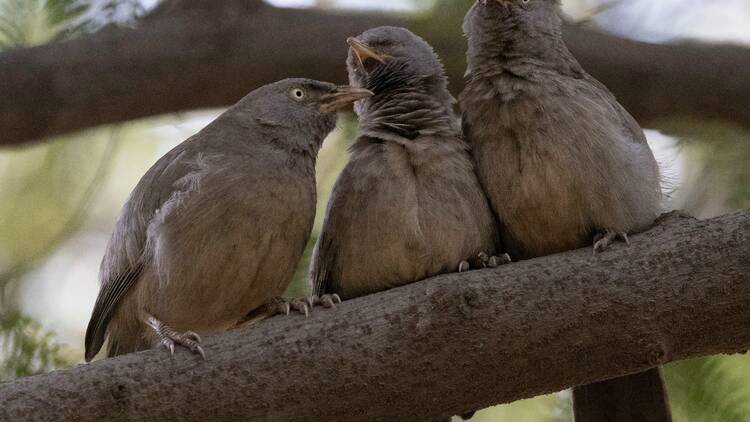 Bird watch at Okhla Bird Sanctuary