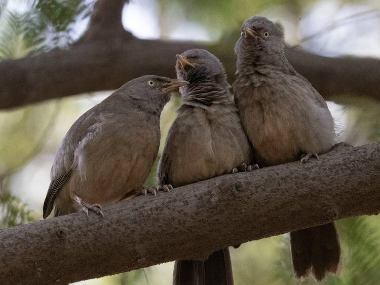 Bird watch at Okhla Bird Sanctuary