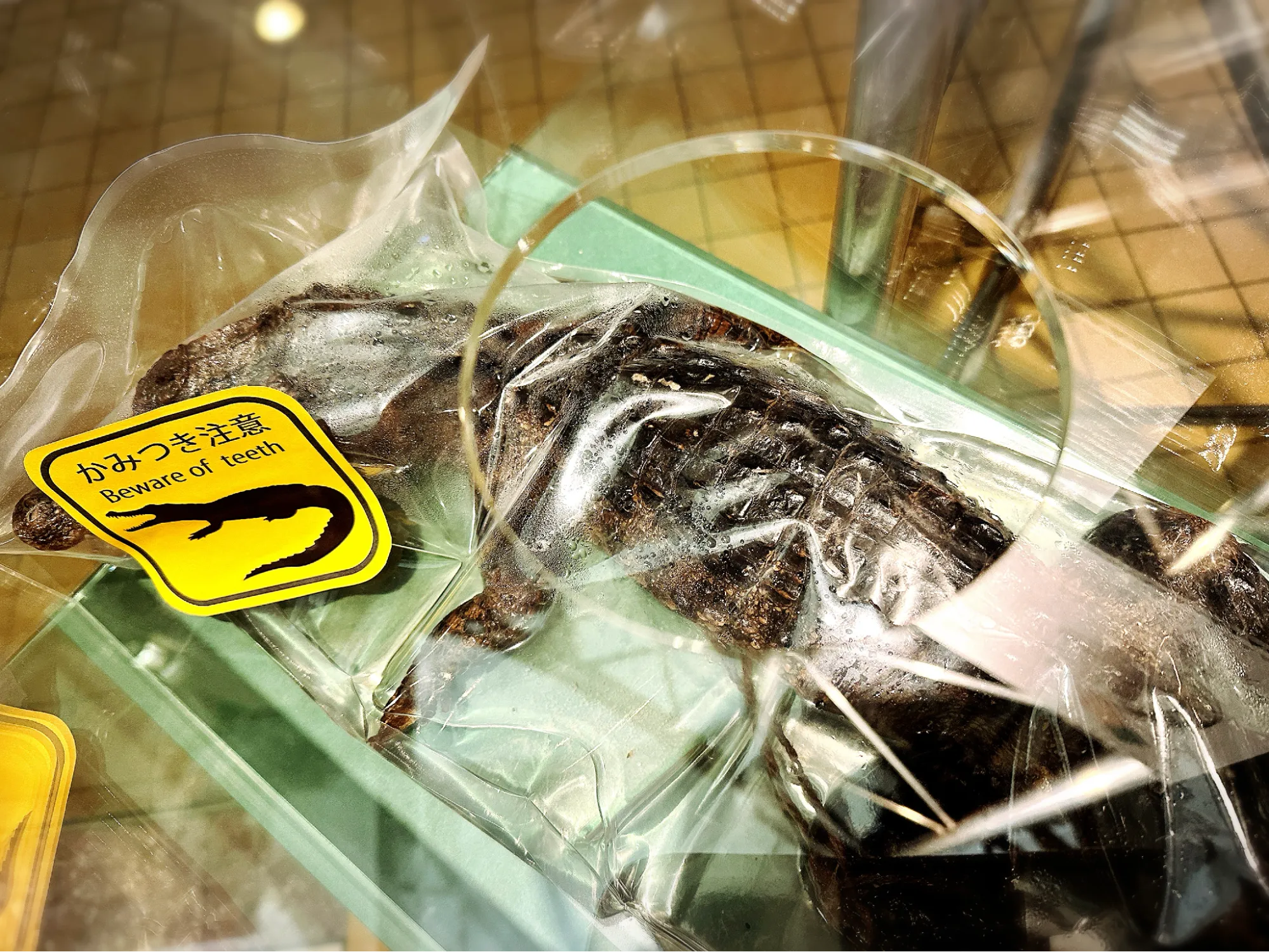 ワニは鳥に近かった？ 知るほどハマる「ワニ」展がいよいよ開幕