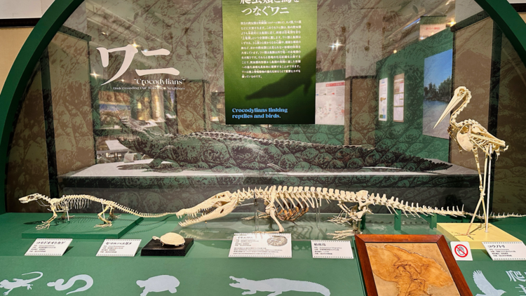 ワニ子ページ sddefault.jpg