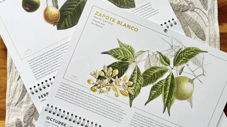Calendario de herbolaria mexicana